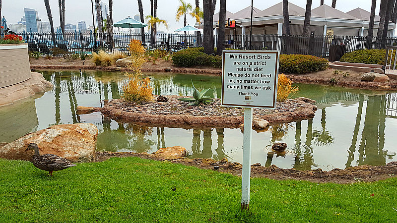 Current Breakfast Buffet at Coronado Island Marriott