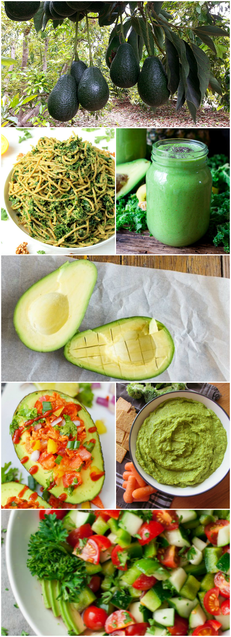 recipes made from avocados