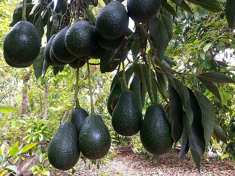 Avocado for Breakfast, Lunch, Dinner and Dessert - 50 Tasty Recipes