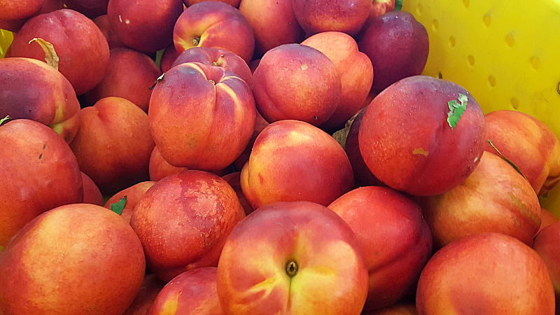 Nectarines at Fresno State University Gibson Farm Market