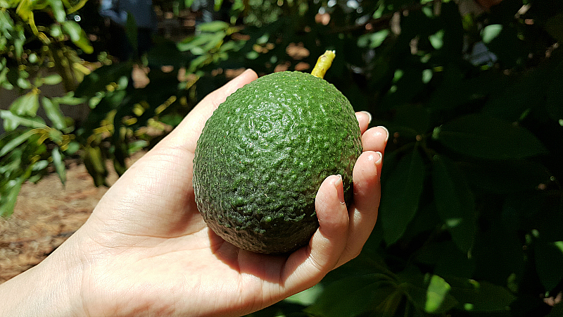 Just Picked Avocado