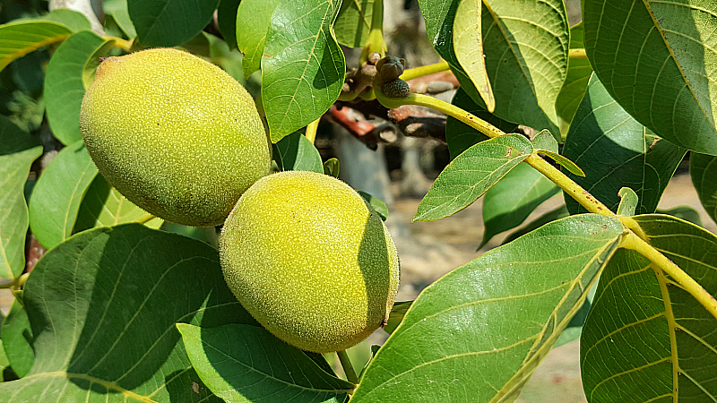 Walnut Farm