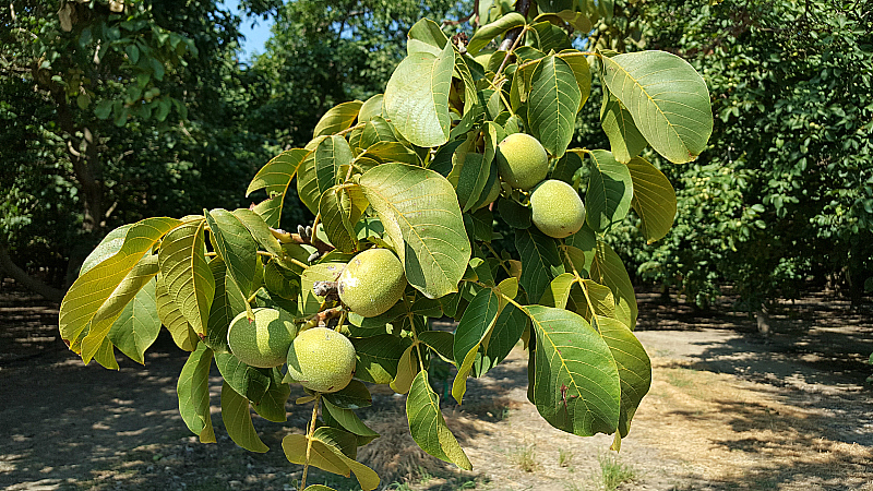 Walnut Farm