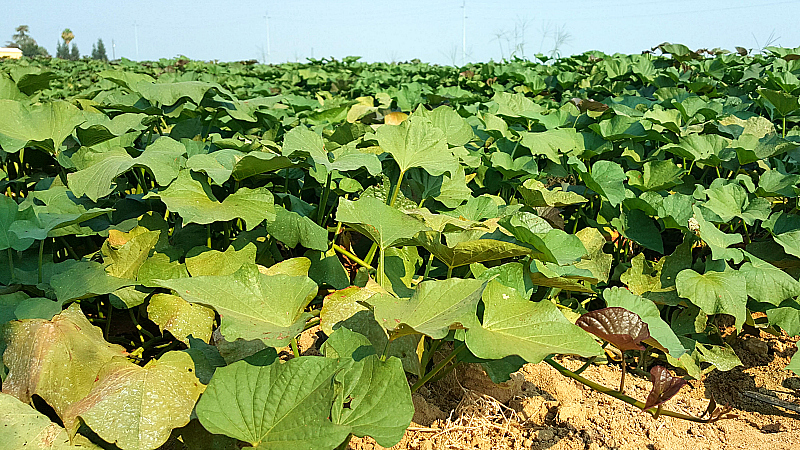 Sweet Potato Joe Farm Tour