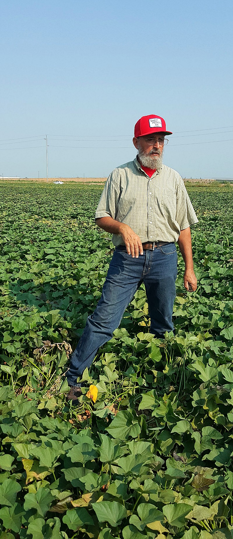 Sweet Potato Joe Farm Tour in California