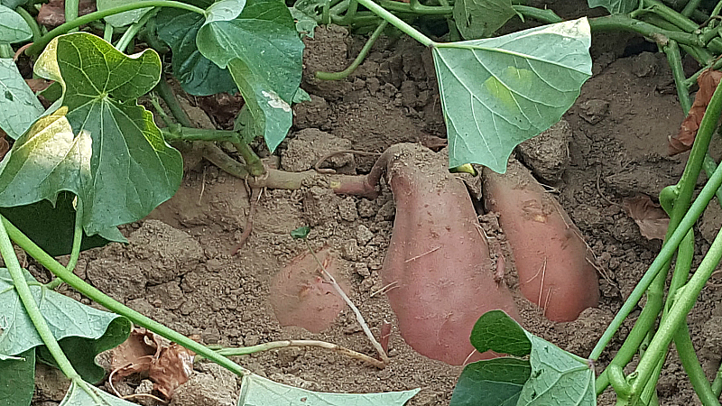 Sweet Potato Joe Farm Tour