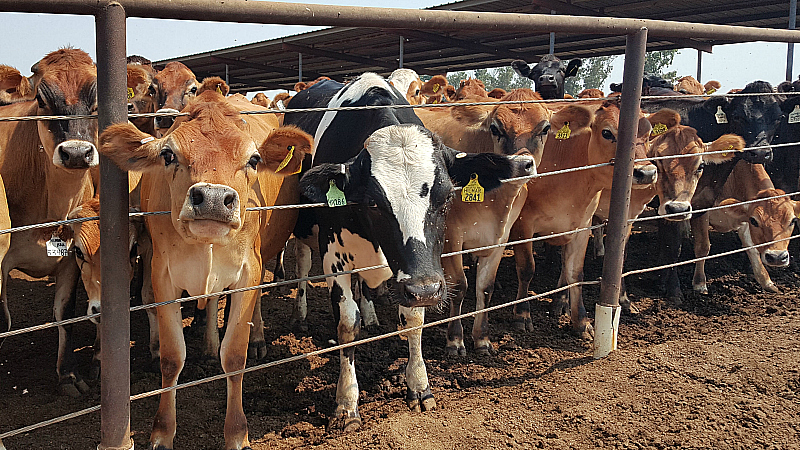 Charles Ahlem Ranch Dairy Farm