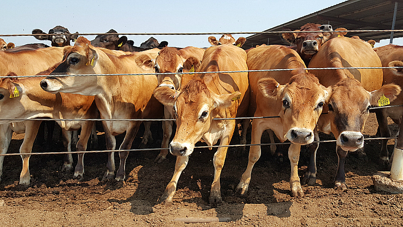 Charles Ahlem Ranch Dairy Farm