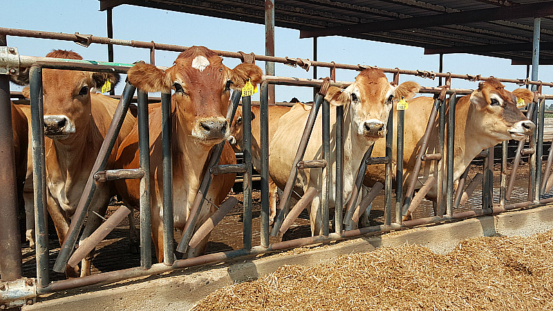 Charles Ahlem Ranch Dairy Farm