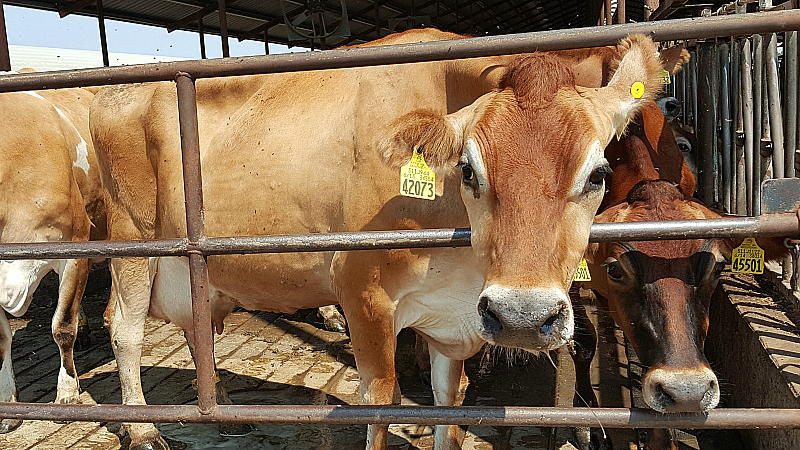 Charles Ahlem Ranch Dairy Farm