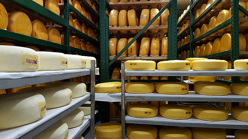 Fiscalini Cheese Farm Tour