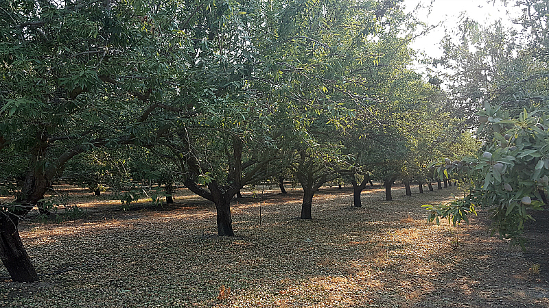 California Almond Farm Tour