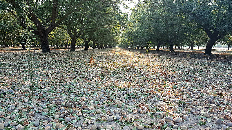 Almond farm tours