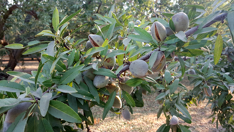 Almond farm tours