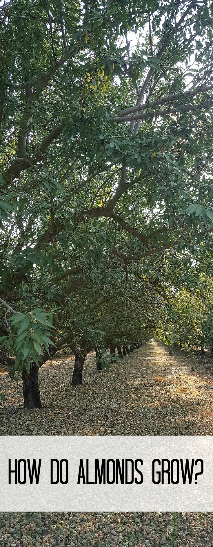 How do almonds grow?California Almond Farm Tour and 15 Delicious Almond Recipes