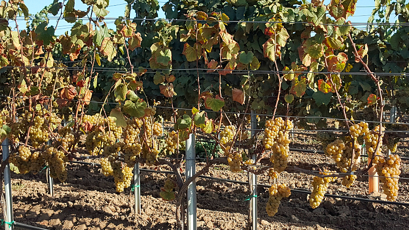 Wine Grapes at Cambria Winery & Vineyards in Santa Maria