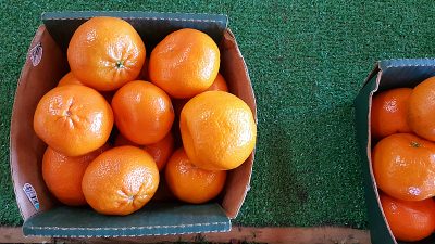 california oranges box