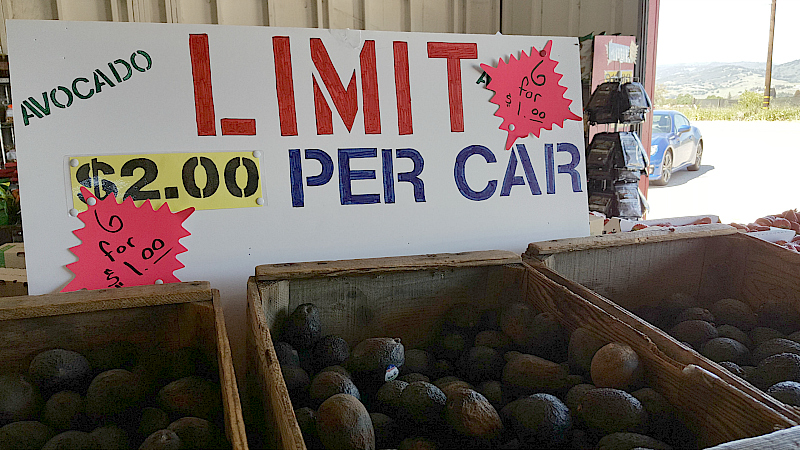 cheap avocados farm stand