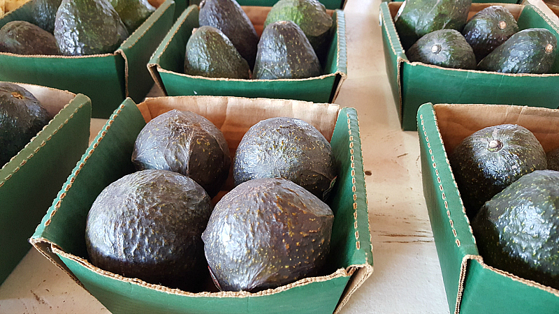 farm stand avocados gilroy