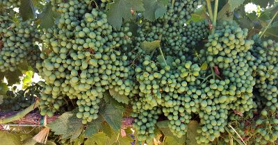 Lodi Acquiesce Winery Grapes