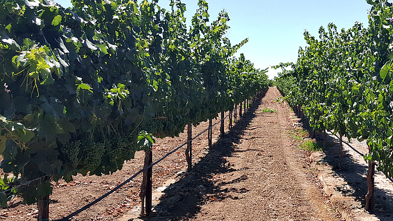 lodi acquiesce grApe vines