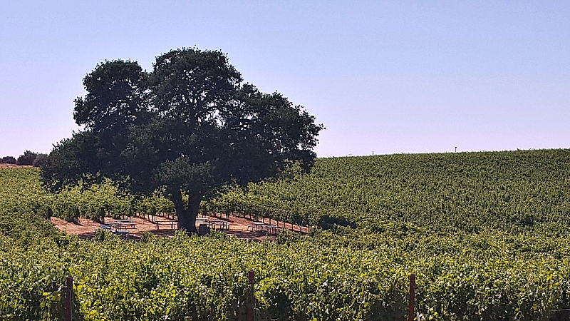lodi bokisch tree vineyards