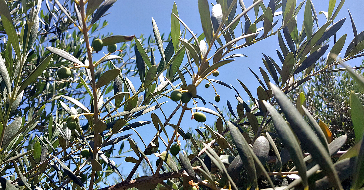 lodi calivirgin baby olives