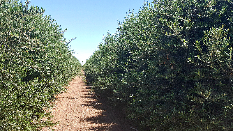 lodi calivirgin olive trees