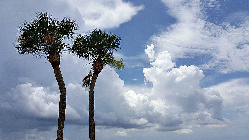 shilohs palms clouds