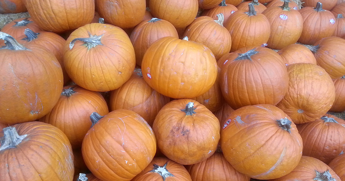 pumpkins best halloween cookies