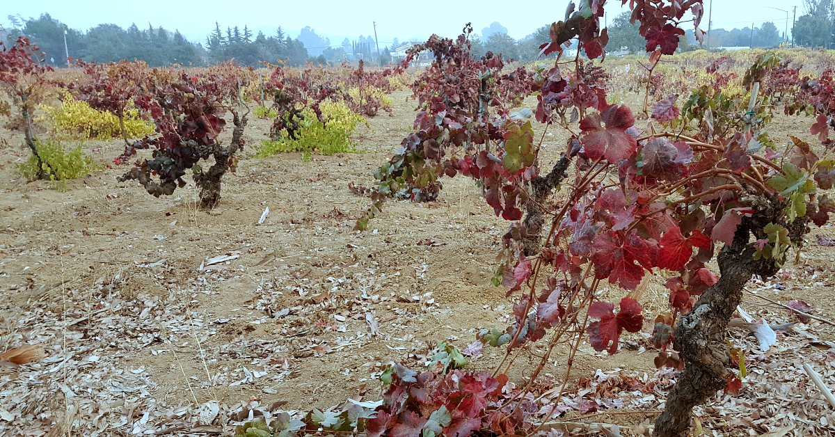 10 fortino winery vineyard