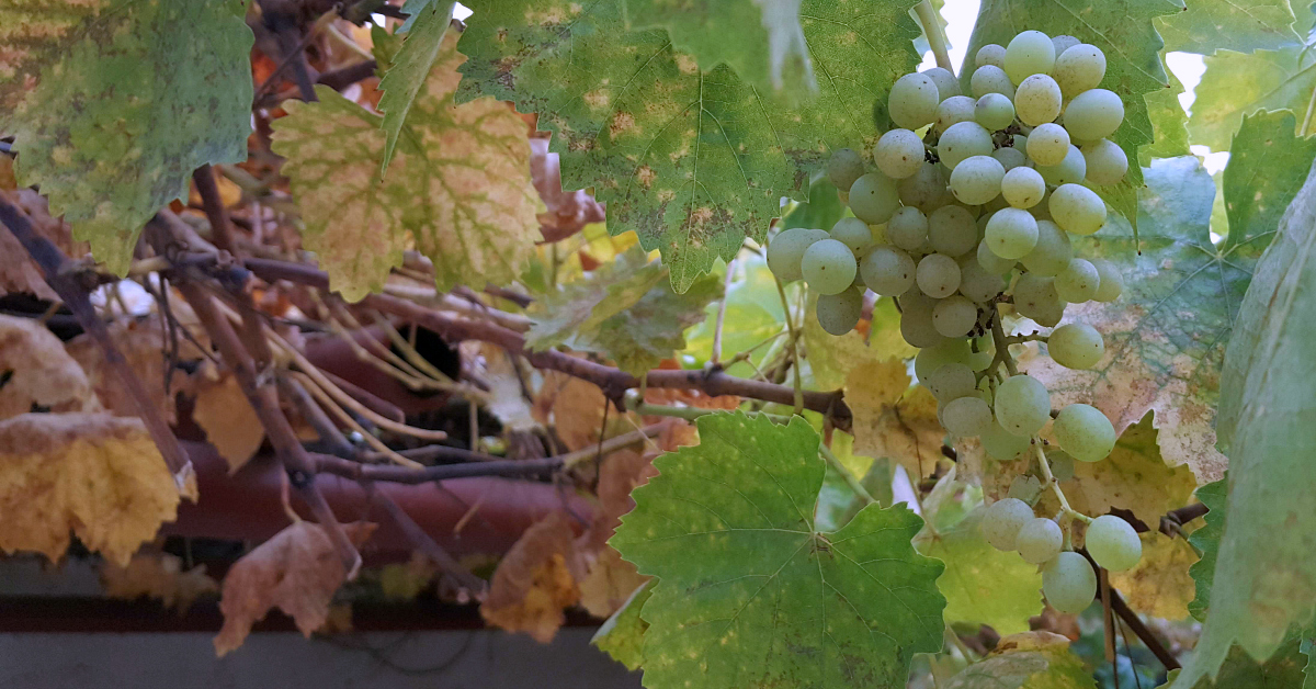 feature fortino winery grapes