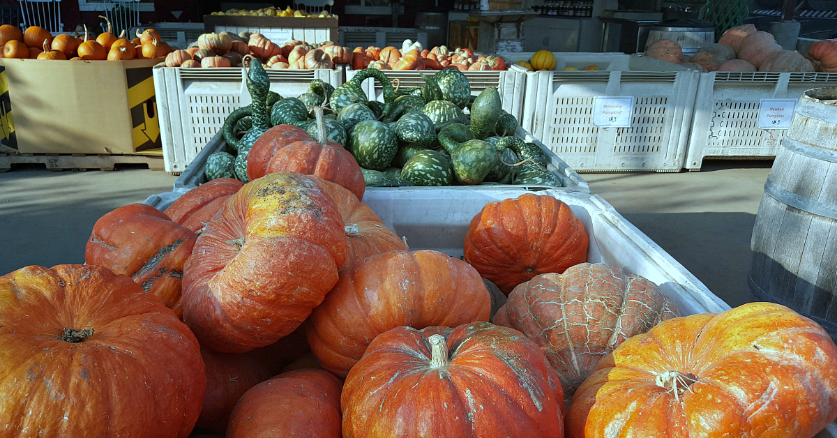 round table gilroy Likes Stand Cook To Table  Farm LJB to Farm Mama  Farms