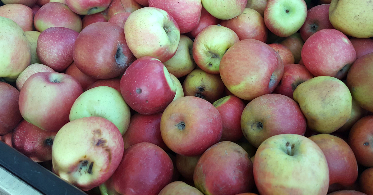 solvang farmers market apples