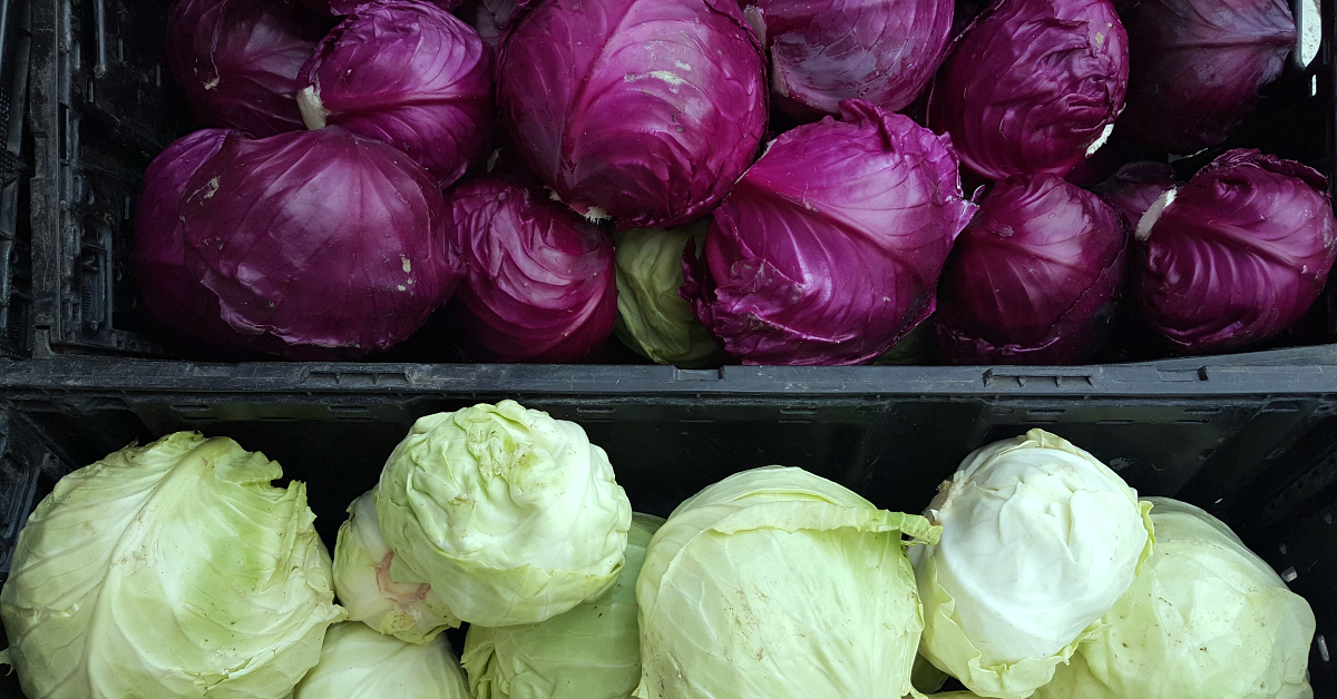 solvang farmers market cabbages