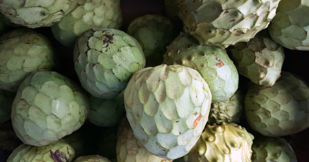 solvang farmers market cherimoya