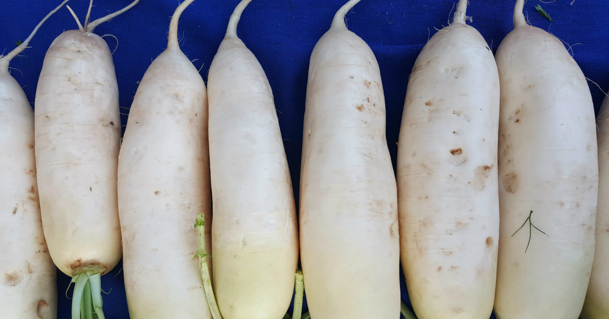 solvang farmers market daikon