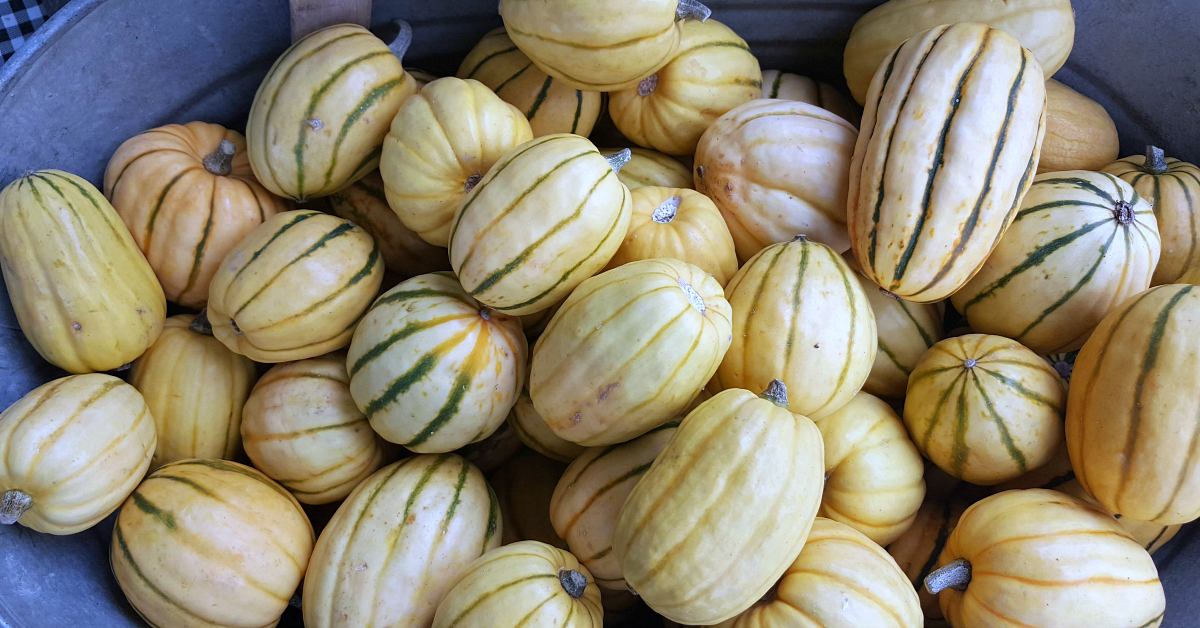 solvang farmers market delicata squash