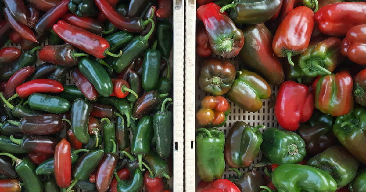 solvang farmers market peppers