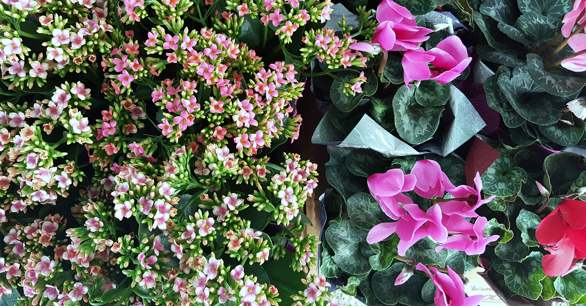 solvang farmers market plants