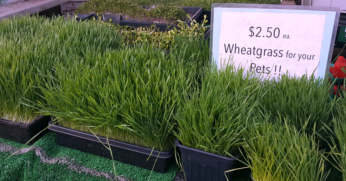 solvang farmers market wheatgrass