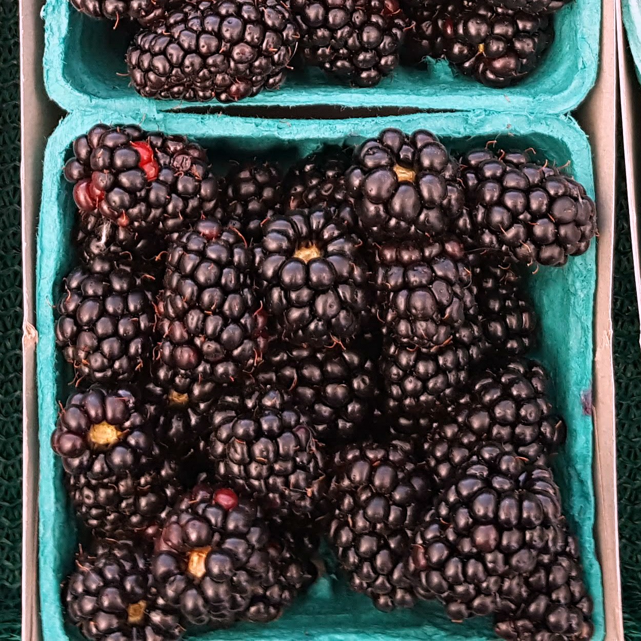 insta blackberries in basket