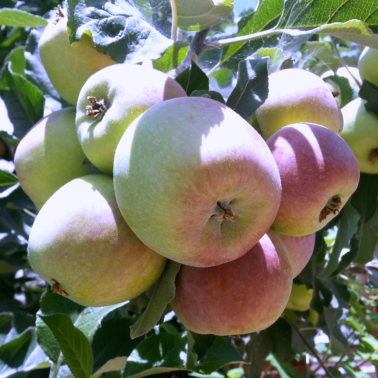 insta ripe apples on a tree