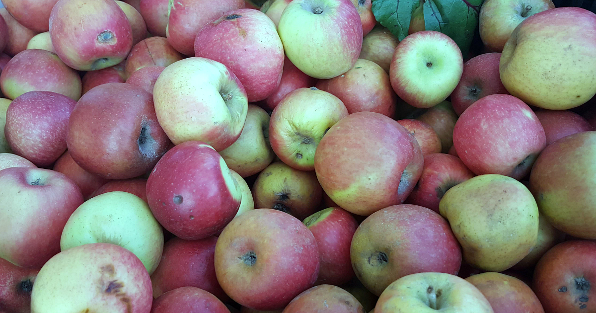 lots of apples in a bin