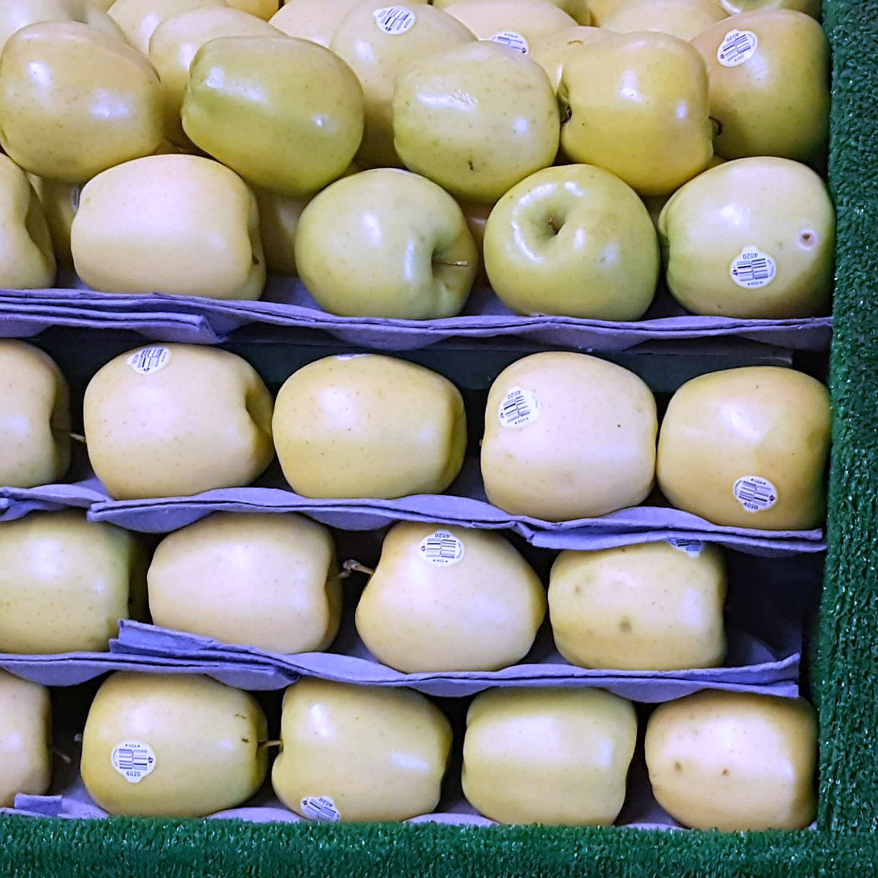 rows of golden delicious apples