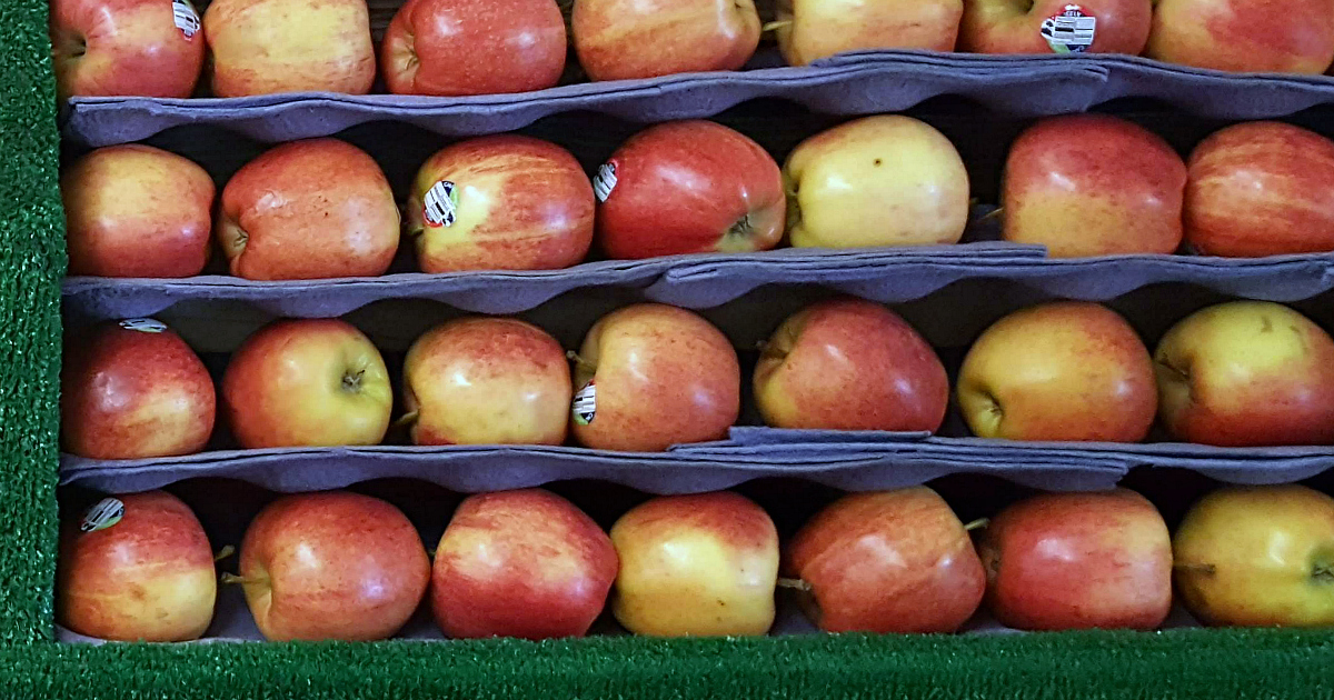 rows of red gala apples