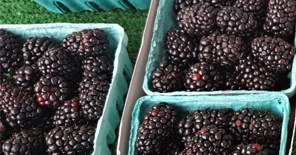 fresh blackberries at the farmers market