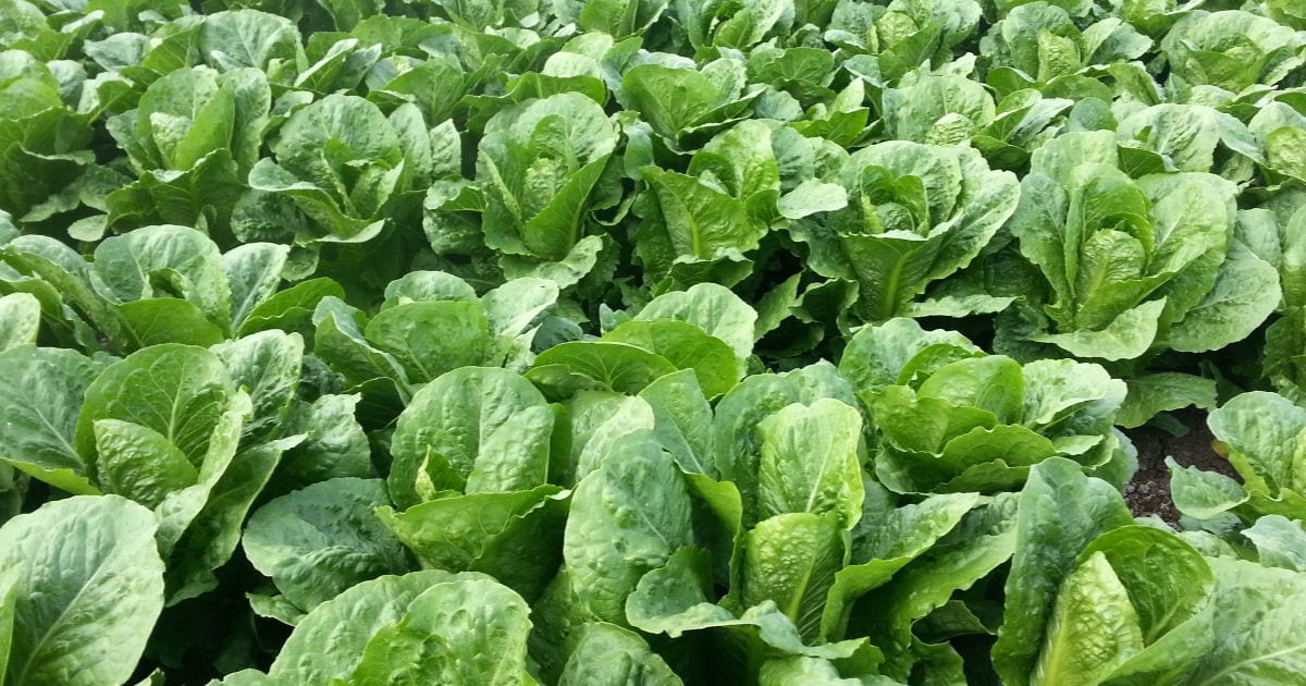 romaine lettuce farm