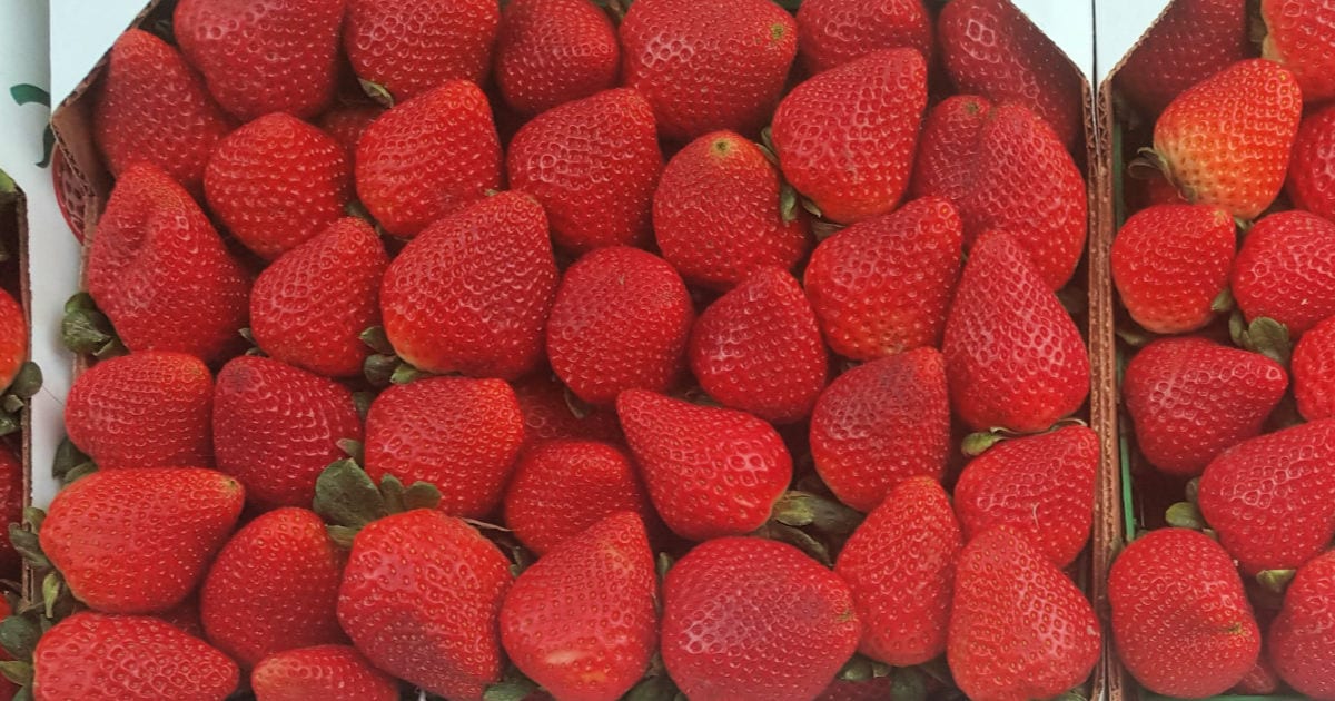 strawberry flat
