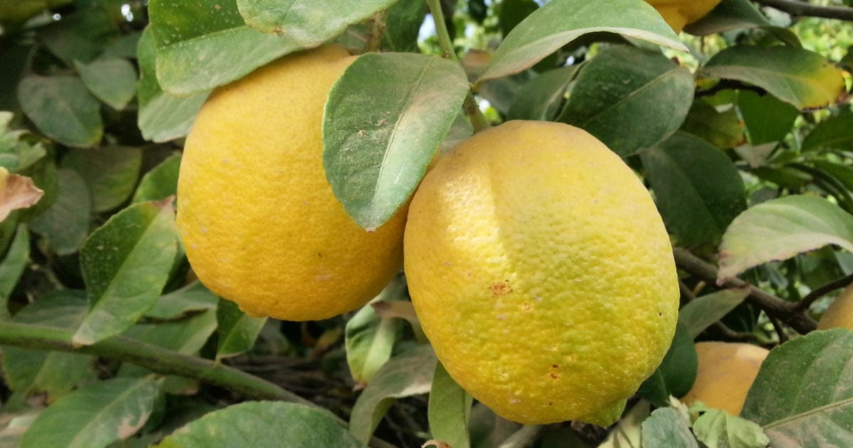 lemons on tree